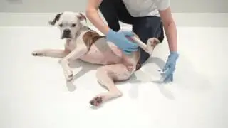 How to take your Dog's Temperature | First Aid for Pets