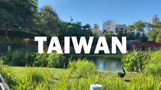 #swan #turtle #天鵝 #烏龜 #黑冠麻鷺 #Taiwan #Taichung #Maple Garden #台灣 #台中 #秋紅谷生態公園  #wildlife #animal