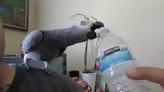 Gizmo likes to bite shit up