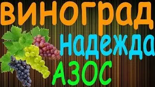 Виноград Надежда Азос