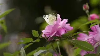 ЛЕТНИЕ МОТИВЫ