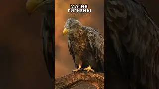 Магия гигиены.Hygiene magic.