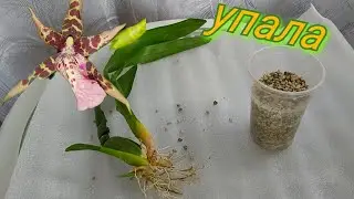 ЧП за кадром😭 сажаю орхидею заново