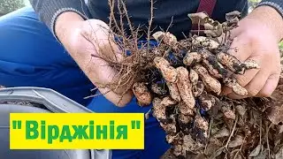 Огляд сорту арахісу 
