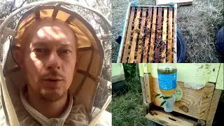 АПІМАКС (аналог) на травах ✔ Рецепт ЛІКУВАННЯ БДЖІЛ без хімії 🐝 Пасіка для початківців