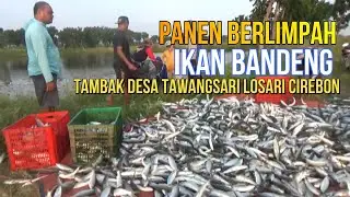 Panen ikan berlimpah.