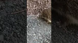 боевые ёжики спешат тоже в тцк обновлять данные