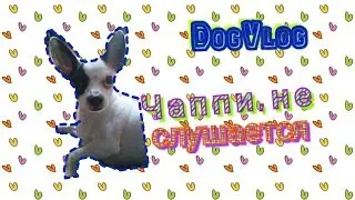 DogVlog:Домашний влог,Играемся,Чаппи не слушается,хитрый Чаппи