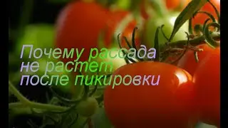 Почему рассада не растет после пикировки
