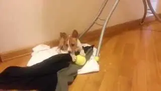Купили щенка Басенджи (Basenji) (2)