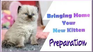 Bringing Home your New Kitten | Preparation | Information Series Part 1