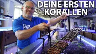Deine ersten Korallen für das Meerwasseraquarium + Claudes erste Tiere!