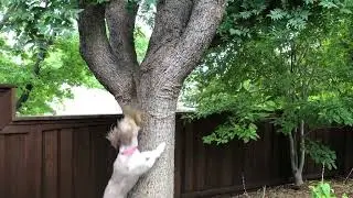 Squirrel miscalculates move