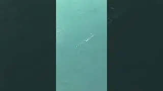 Poor Needlefish - guys a goner, with its body hurt it could no longer avoid predators #wildlife