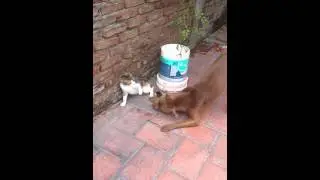 Killa y michi!! Jugando