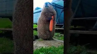 What? I'm Eating My Carrot Get My Good Side #groundhog #carrot #chewing #cute #adorable #cutie #fur