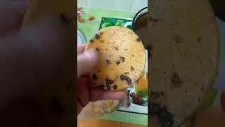 Новая партия Экстракта Водного Прополиса .