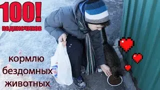Угощаю бездомных животных | Сто подписчиков, ухуху!!! :D
