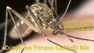 En çok ölüme neden olan hayvan | Dünyanın Yarısını Yok Etti | Evinizin İçindeki Tehlike |