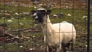 let it go screaming goat remix. (let it goat)