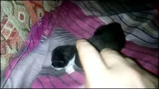 ФИМКА ЗИВАЕТ