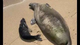 Kaimana Beach Monk Seal Watch and Safety Patrols to Begin