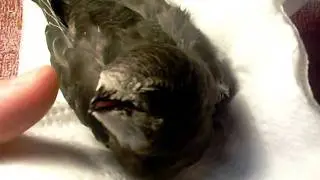 Дай пожрамкать.MOV
