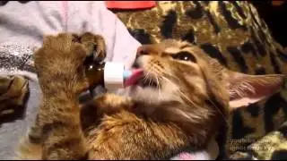 Nom Nom Nom