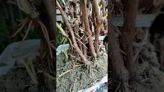 Grow grapes from cuttings
