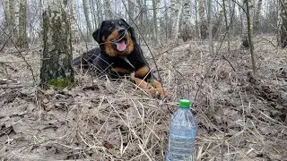 Сбор березового сока 2023 с Бобкой! Удачно пришли в лес!