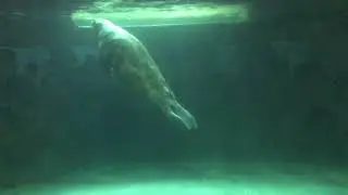 Spain / Valencia / Oceanografic 02