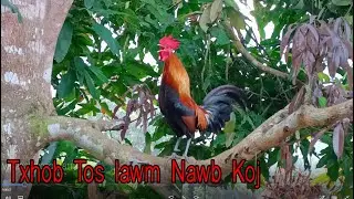 03/12/2024 Koj Ua Roj Qeeb Hneev Lig  - Qaib Dib Zoo Nraug  F2