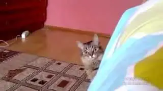 кот задумал что то недоброе смотри сам The cat is planning something evil funny cats
