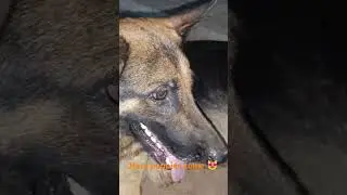 Nora puppies for sale 🫴♥️#ritikdogkennel #doglover #germanshepherd #shortfeed #puppy