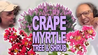 The Gorgeous Spectacle of the Summer | Crape Myrtle are in Full Blooms