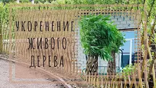 Плетеное живое дерево - ИВА #плетеноедерево