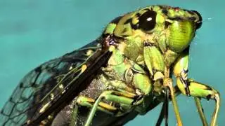 Cicada sounds