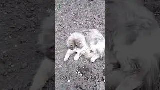 Мурзик #кот #хозяйство #shorts