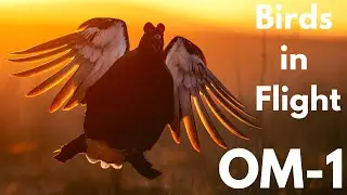 OM-1 Birds in Flight AI Detection AF | OM SYSTEM Settings