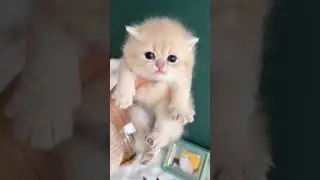 Супермлота 🐱😹 #котики #funny #shorts #youtubeshorts #youtube #जवानों #शॉर्ट्स #trending #top