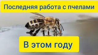 последние работы с пчелами в этом году