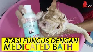 Kucing ada fungus? Cuba medicated bath yang murah, mudah dan berkesan ni.