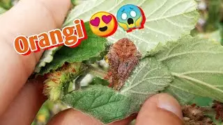Gagamba Day Hunting Episode 6. "Orange"