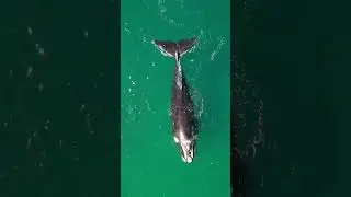 Beautiful 🐋
