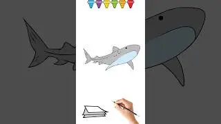 как нарисовать акулу 