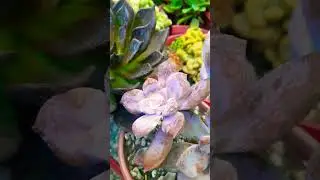 #Succulent #plant #succulents #plants #cactus #propagation #homegarden #care #tips