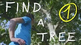 03 - building a dugout canoe - finding the tree