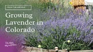 Growing Lavender in Colorado