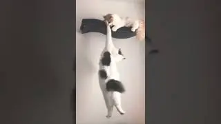 Long live the king (Lion King Cats 🐈)