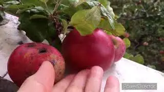 Продвижения "Любовного романа" от ЭстЭ.